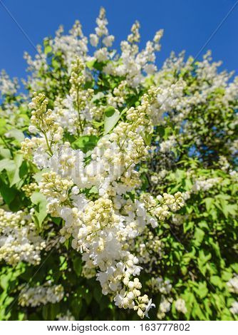 Blossoming branch of a white lilac close-up. Natural background made of white lilac flowers and blue sky. Green branch with spring lilac flowers and bright blue sky