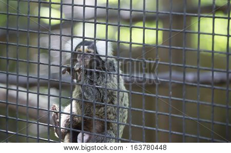 Common marmoset monkey hanging on cage wire