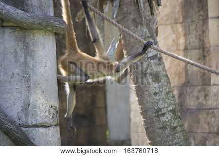 Geoffroy's spider monkey climbing along a rope
