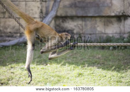 Geoffroy's spider monkey climbing along a rope