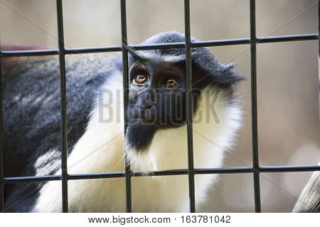 Diana monkey guenon staring through the bars of a cage