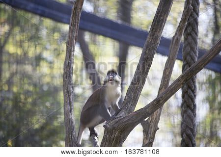 Schmidt's guenon monkey climbing along a limb
