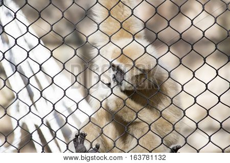 Lar gibbon also known as a white-handed gibbon hanging on cage fence