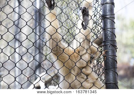 Lar gibbon also known as a white-handed gibbon hanging on cage fence