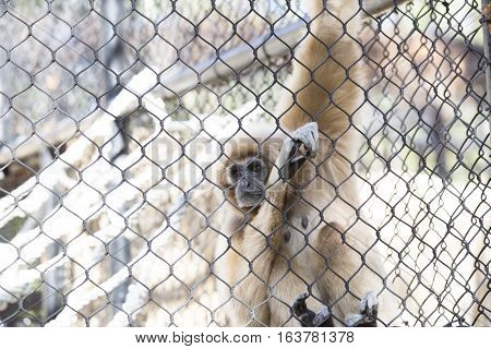 Lar gibbon also known as a white-handed gibbon hanging on cage fence