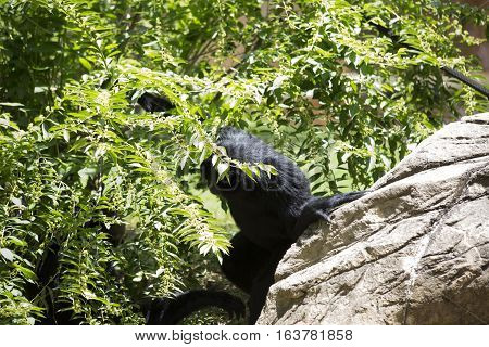 Siamang gibbon monkey hidding in the bushes