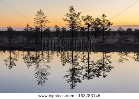 Sunrise in the bog. Icy cold marsh. Frosty ground. Swamp lake and nature. Freeze temperatures in moor. Muskeg natural environment. Beautiful trees sky and cloud reflection in water in the fen.