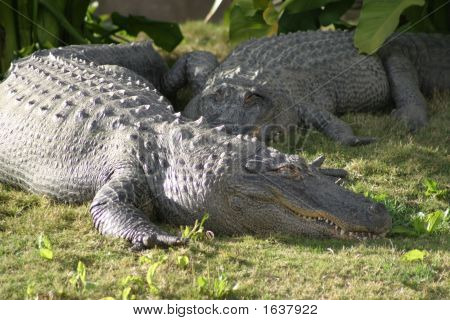 Cocodrile