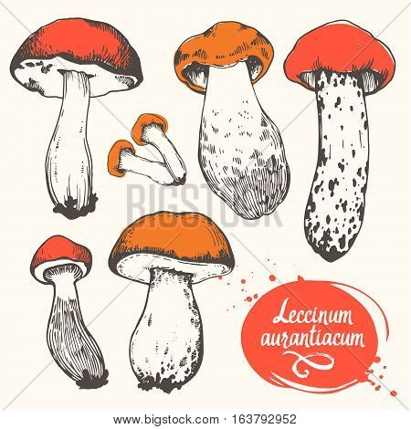 Vector illustration with set of mushrooms in sketch style. Hand-drawn leccinum aurantiacum on white background. Autumn forest harvest.