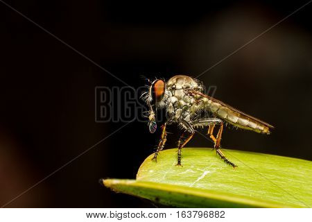 Asilidae Robber fly eats tint beetle on branch