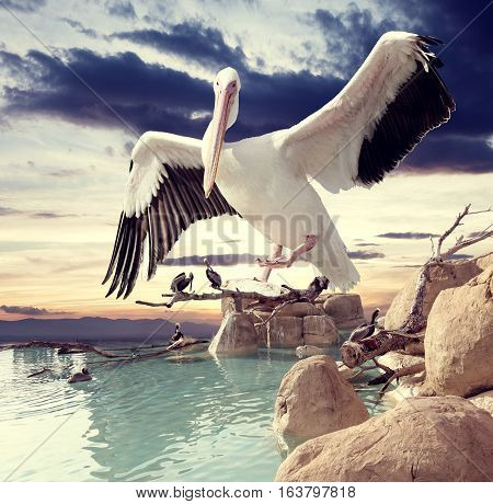 Birds and sunset surreal landscape.Birds and sunset surreal  landscape