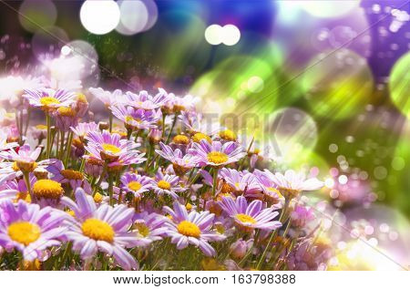 Flowers background.Spring flowers with sunshine.Spring flowering meadows and sunbeam background