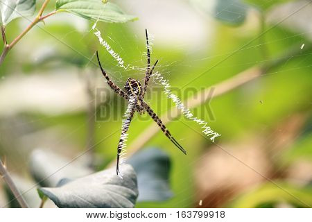 Spider Insect on Web - Closeup Macro