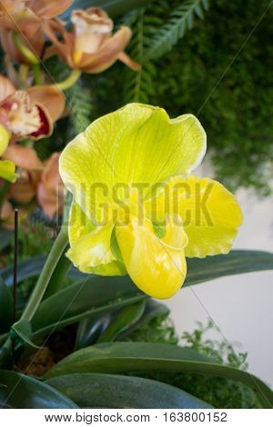 Yellow orchid flowers and green leaf stock photo