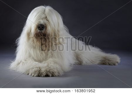 White russian sheepdog lying down in studio