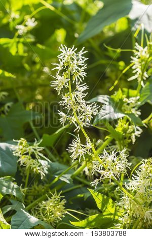 Decorative climbing plant echinocystis the blade or vane Crucialtec (lat. Echinocystis lobata). Whip flowering plants