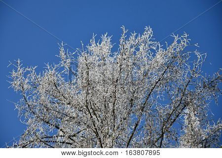 Frostbitten crown larch tree blue sky. Larch.