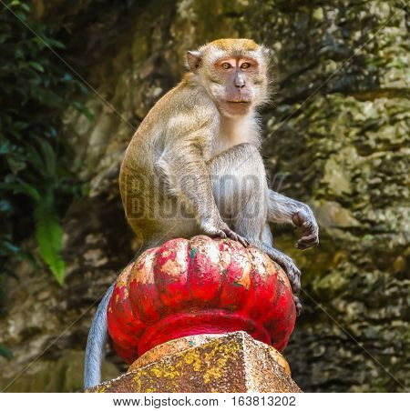Macaque monkey or Macaca fascicularis, one of a great number of the wild macaques living in Batu Caves. Kuala Lumpur, Malaysia. Selective focus