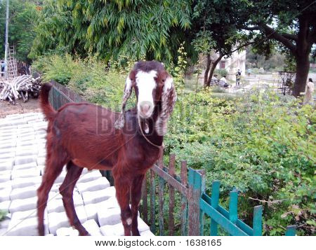 Cabra - Capra Hircus