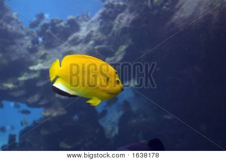 Yello3Spot