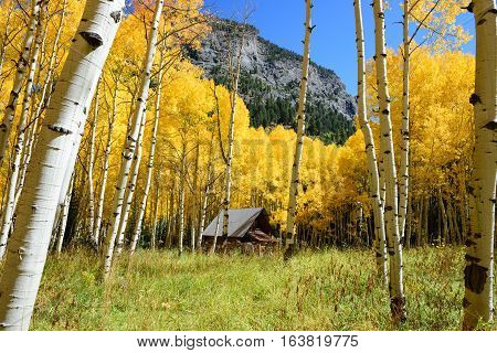 Aspen Tree Fall Foliage Color In Colorado