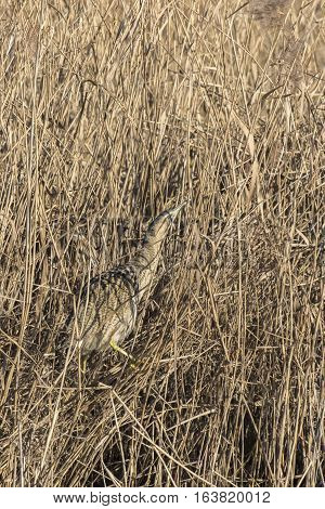Common Bittern (botaurs Stellaris)