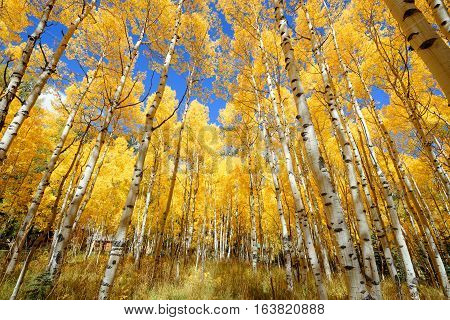 Aspen Tree Fall Foliage Color In Colorado