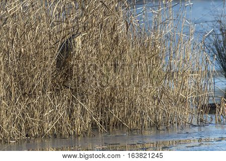 Common Bittern (botaurs Stellaris)
