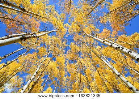 Aspen Tree Fall Foliage Color In Colorado