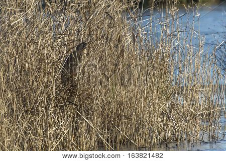 Common Bittern (botaurs Stellaris)