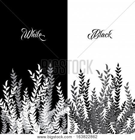 The branches of a plant with leaves, black and white