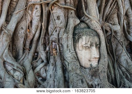 Head of Buddha statue in the tree roots at Wat Mahathat temple Ayutthaya Thailand useful for religious and travel concepts