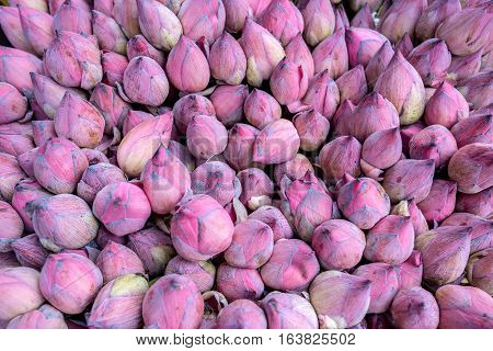 Buds of lotus or Nelumbo nucifera as offering in buddhistic shrine