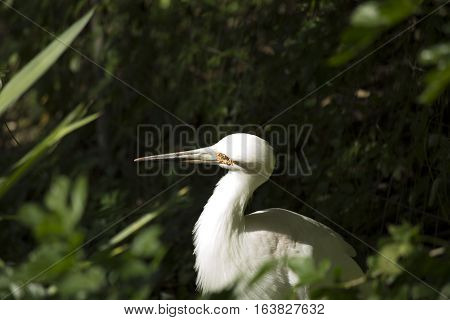 Maguari stork (Ciconia maguari) in a park
