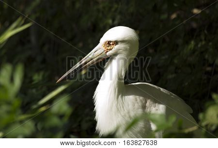 Maguari stork (Ciconia maguari) in a park