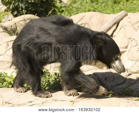 Indian Sloth bear latin name Melurgus ursiuns.