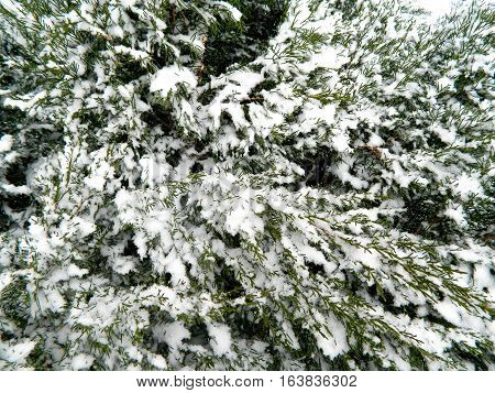 coniferous shrub with lots of thin twigs and needles in the cold and icy snow sprinkled over the entire screen front view