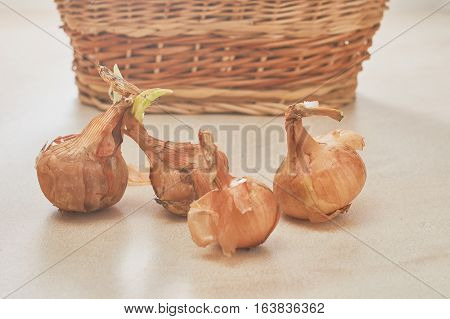 The Onion With The Green Chive