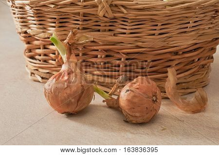 The Onion With The Green Chive
