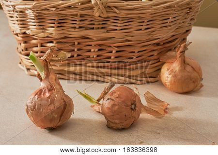 The Onion With The Green Chive