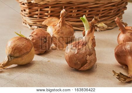 The Onion With The Green Chive