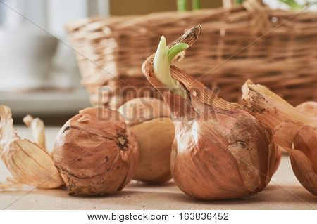 The Onion With The Green Chive