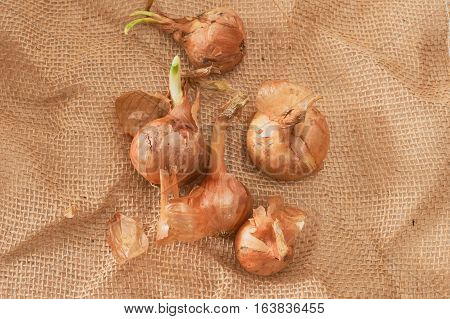 The Onion With The Green Chive