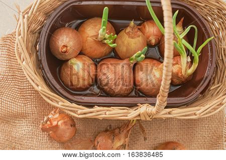 The Onion With The Green Chive