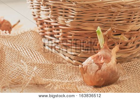 The Onion With The Green Chive