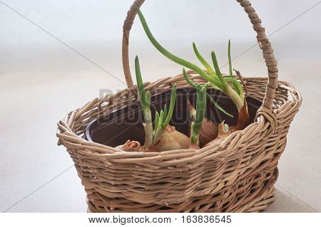 The Onion With The Green Chive