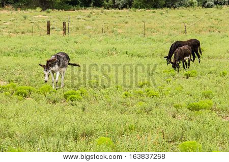 Donkeys grazing on green pasture in desert