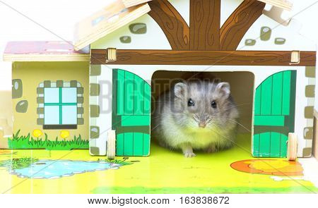 Hamster in the toy house. MIni farm