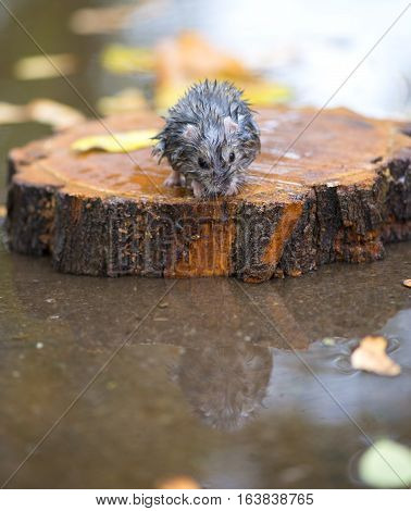 wet and frozen hamster sitting on a piece of wood in the middle of water