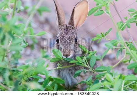 Cute wild desert cottontail rabbit with big ears eating green plants